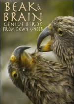 Клюв и мозг. Гениальные птицы