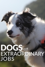 Удивительные профессии собак