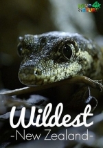 Дикая Новая Зеландия