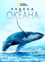 Чудеса океана
